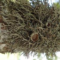 Pseudevernia furfuracea (63-Col du Béal)