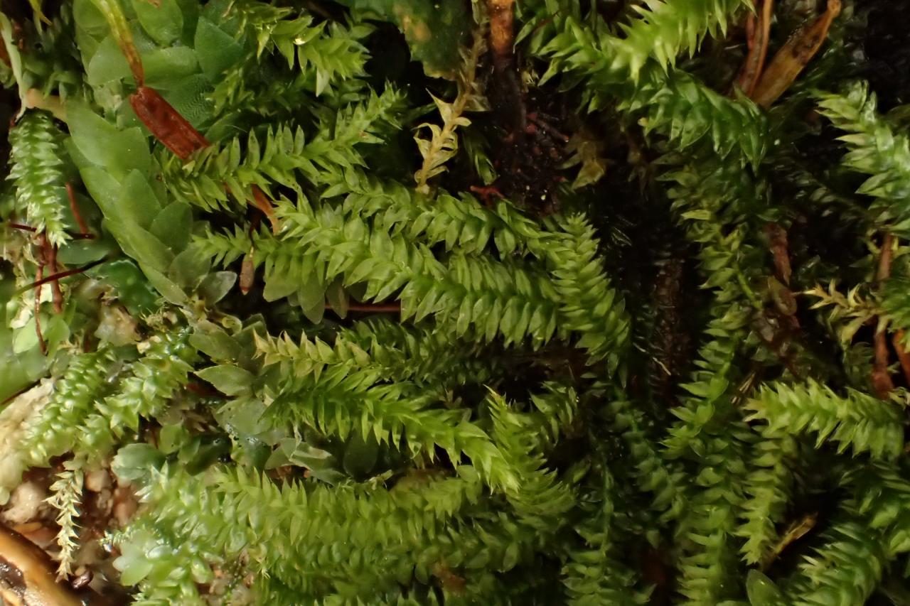 Pseudotaxiphyllum elegans (42-Col de la Charme)