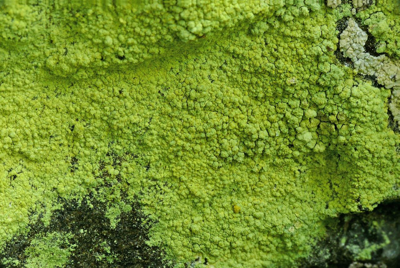 Psilolechia lucida (63-Issandolanges)