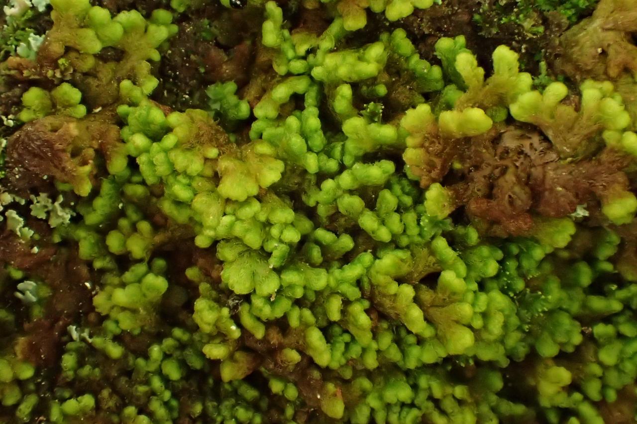 Ptilidium pulcherrimum (63-Col du Béal-Tourbière de la Pigne
