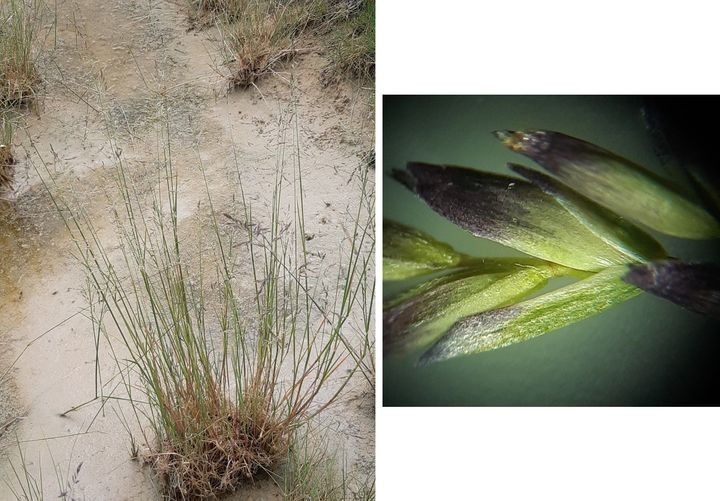 Puccinellia distans (63-Mirefleurs)