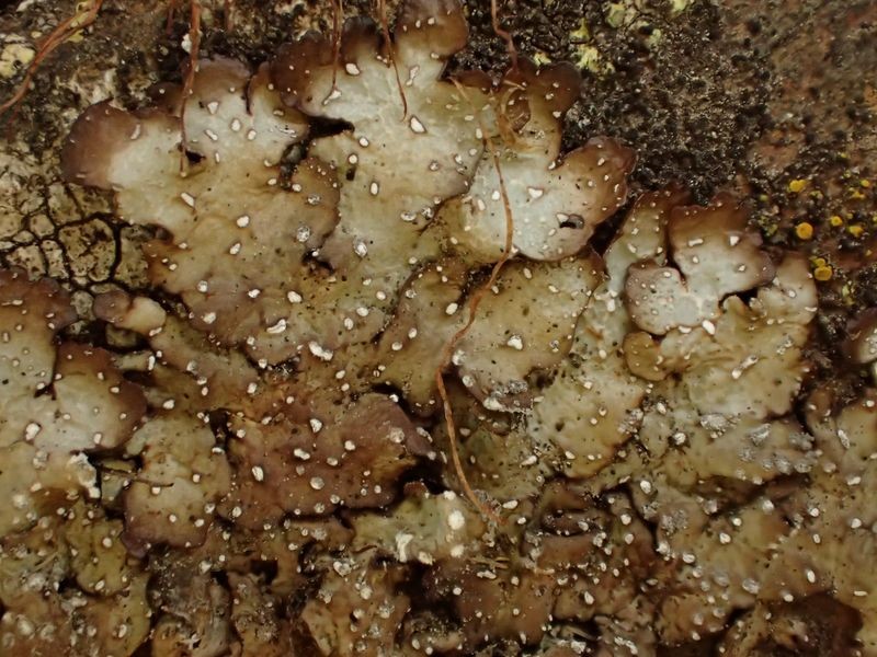 Punctelia stictica  (63-Aydat)