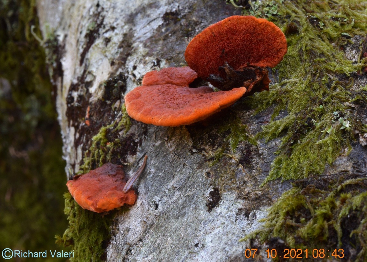 Pycnoporus cinnabarinus (Polypores – Polyporales)