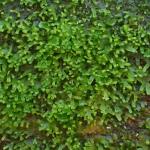 Riccardia latifrons (43-Lamandie-Cistrière)