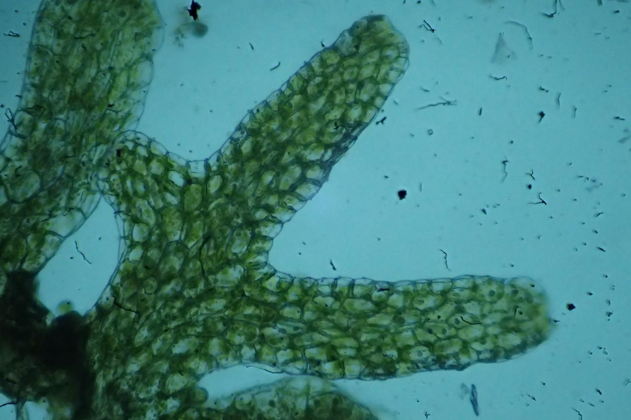 Riccardia latifrons (43-Cistrières-Ft de Lamandie)