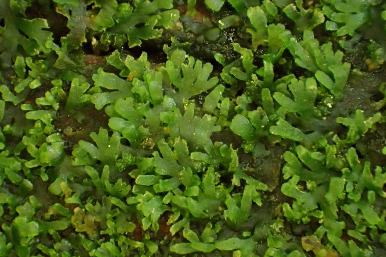 Riccardia latifrons (63-Col du Béal-Tourbière de la Pigne)