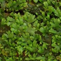 Riccardia latifrons (63-Col du Béal-Tourbière de la Pigne)