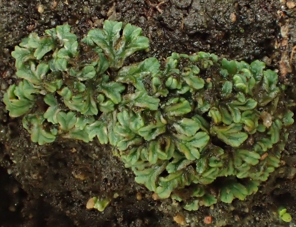 Riccia sorocarpa (63-Auzat-la-Combelle)