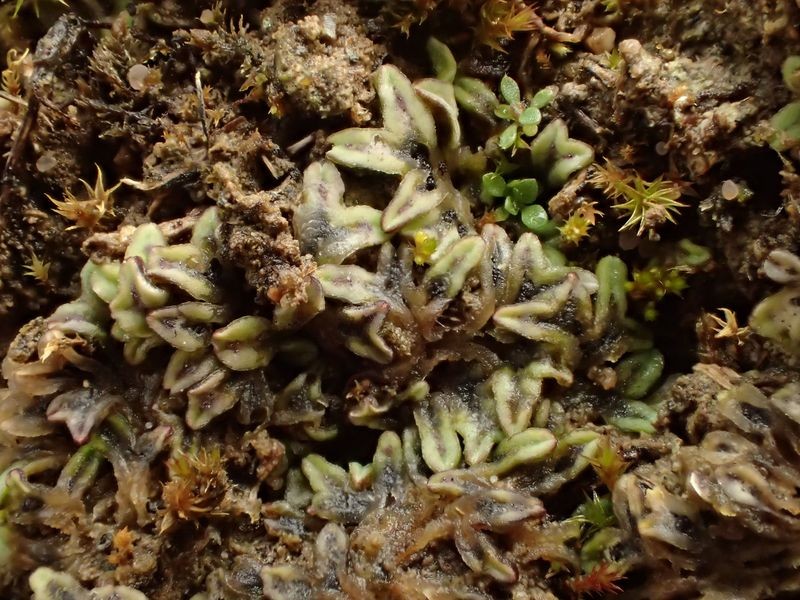 Riccia sorocarpa (63-Aydat)