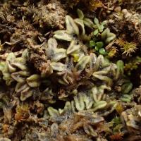 Riccia sorocarpa (63-Aydat)