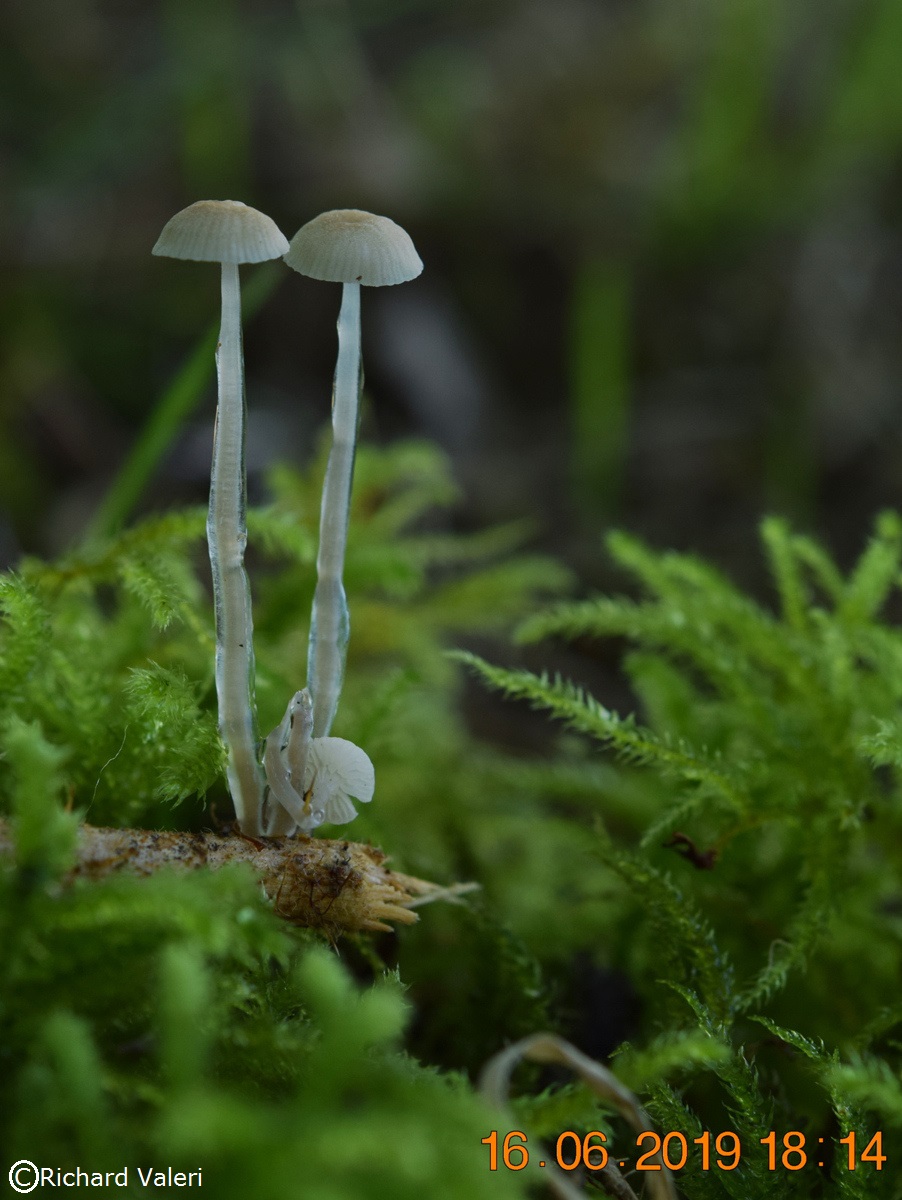 Roridomyces roridus (Mycènes - Tricholomatales)