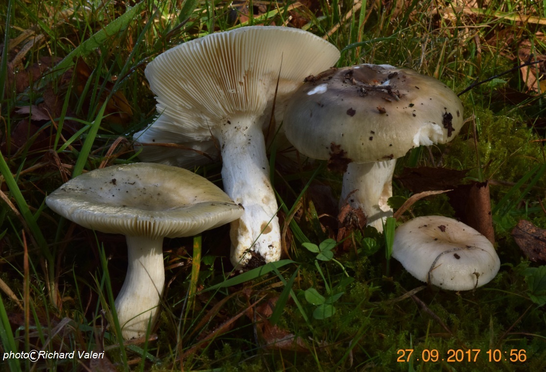 Russula aeruginea (Russules - Russulales)