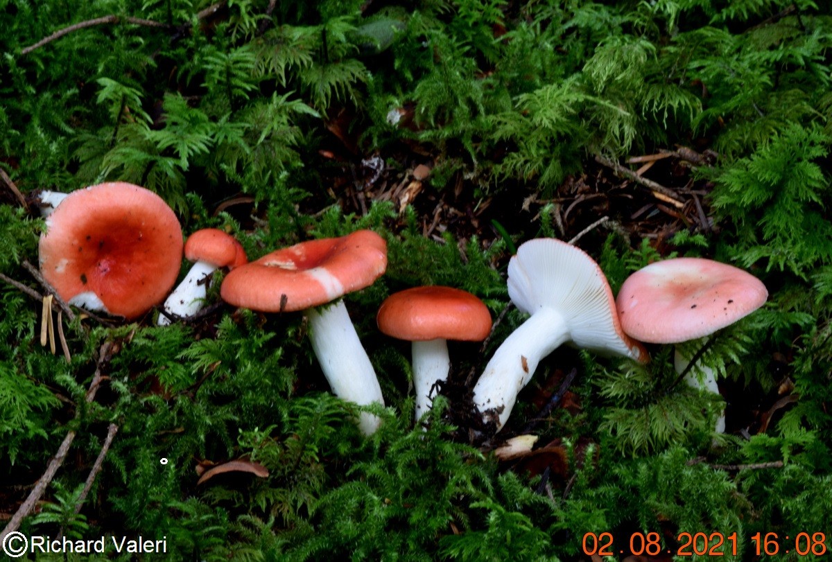 Russula gregaria (Russules - Russulales)