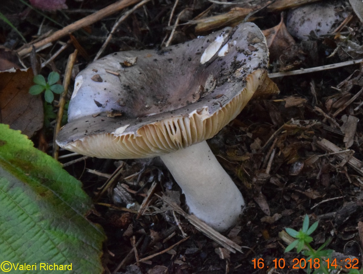 Russula grisea (Russules - Russulales)