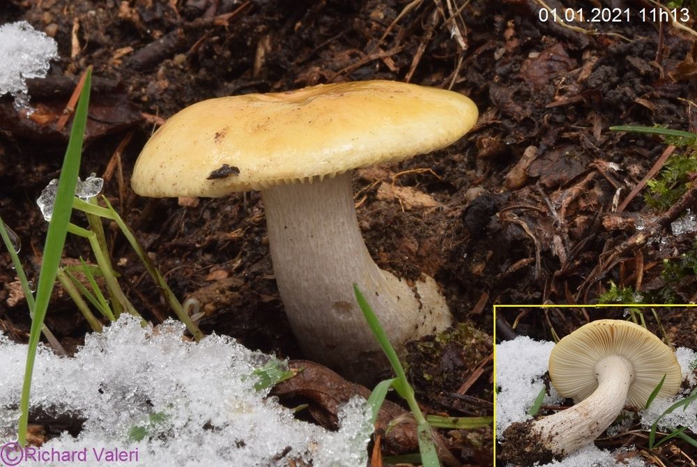 Russula ochroleuca (Russules – Russulales)