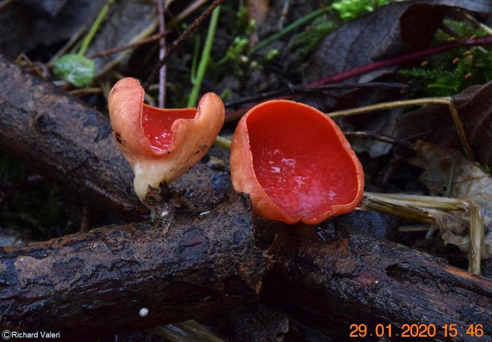 Sarcoscypha coccinea (Pezizales – Ascomycètes)