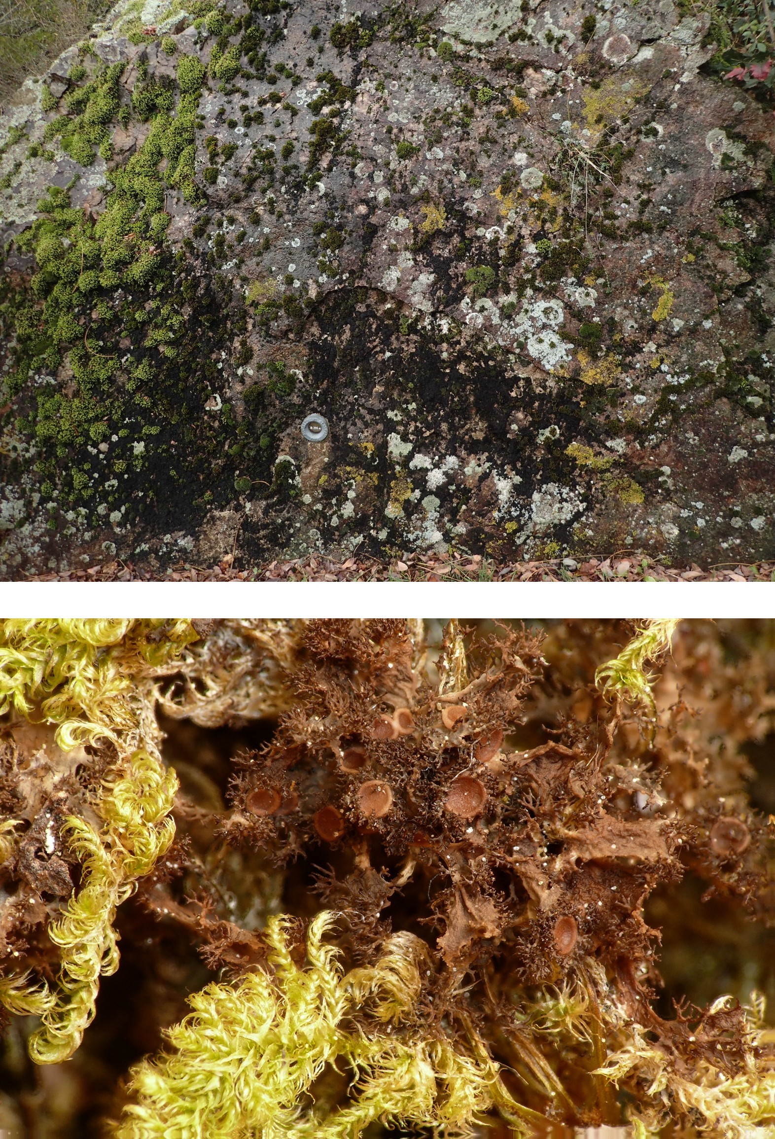 Scytinium lichenoides (63-Auzat-la-Combelle)