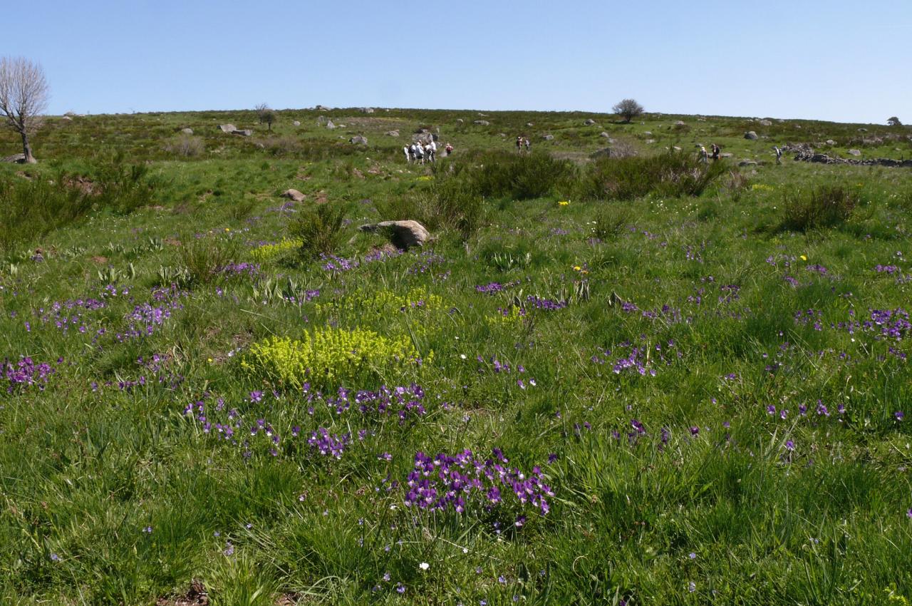 Sortie dans l'Aubrac 24 mai 2010