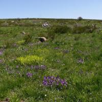 Sortie dans l'Aubrac 24 mai 2010