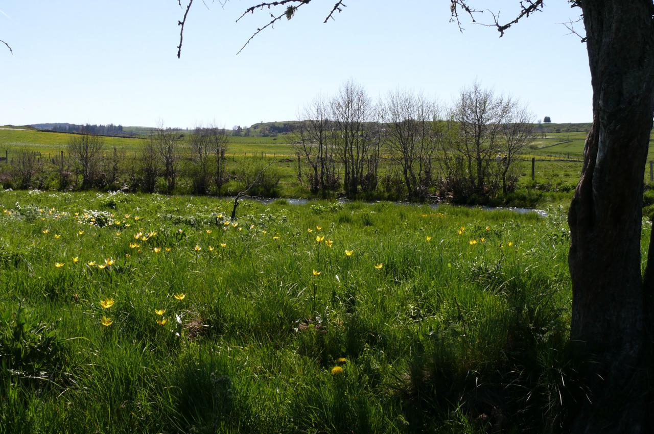 Sortie dans l'Aubrac 24 mai 2010