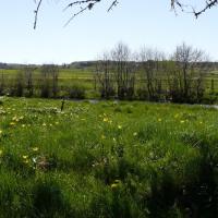 Sortie dans l'Aubrac 24 mai 2010