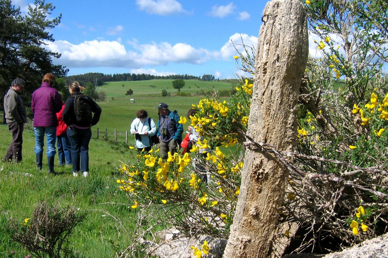 Sortie dans l'Aubrac 15 mai 2011