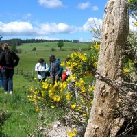 Sortie dans l'Aubrac 15 mai 2011