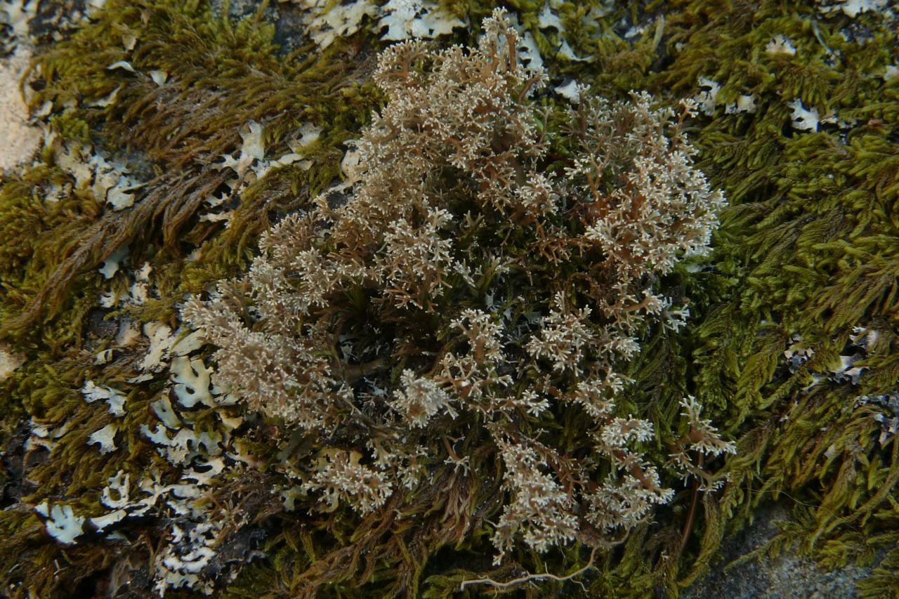 Sphaerophorus globosus (63-Pré-Daval)