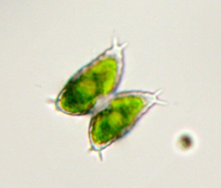 Staurastrum avicula (15-Dienne)