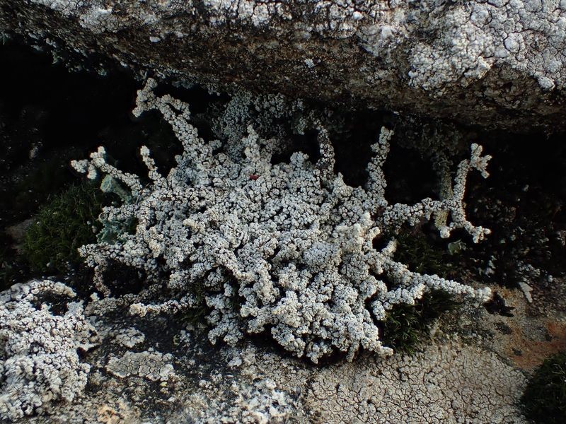 Stereocaulon vesusianum var nodulosum (63-Col du Béal)