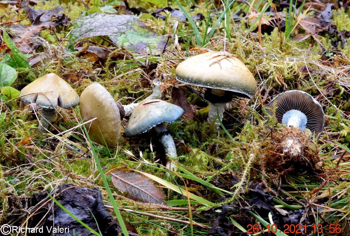 Stropharia aeruginosa (Strophaires – Cortinariales)