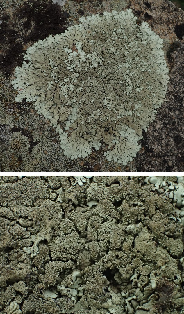Xanthoparmelia tinctina (43-Lavaudieu)