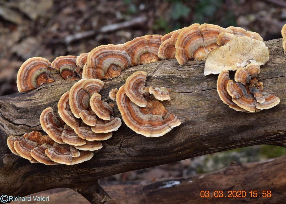 Trametes versicolor (Polypores – Polyporales)