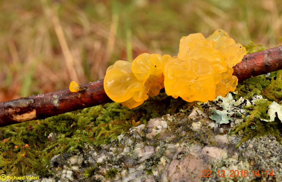 Tremella mesenterica (Tremelles – Tremellales)