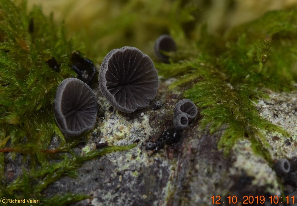 Resupinatus americanus (Pleurotes - Agaricales)