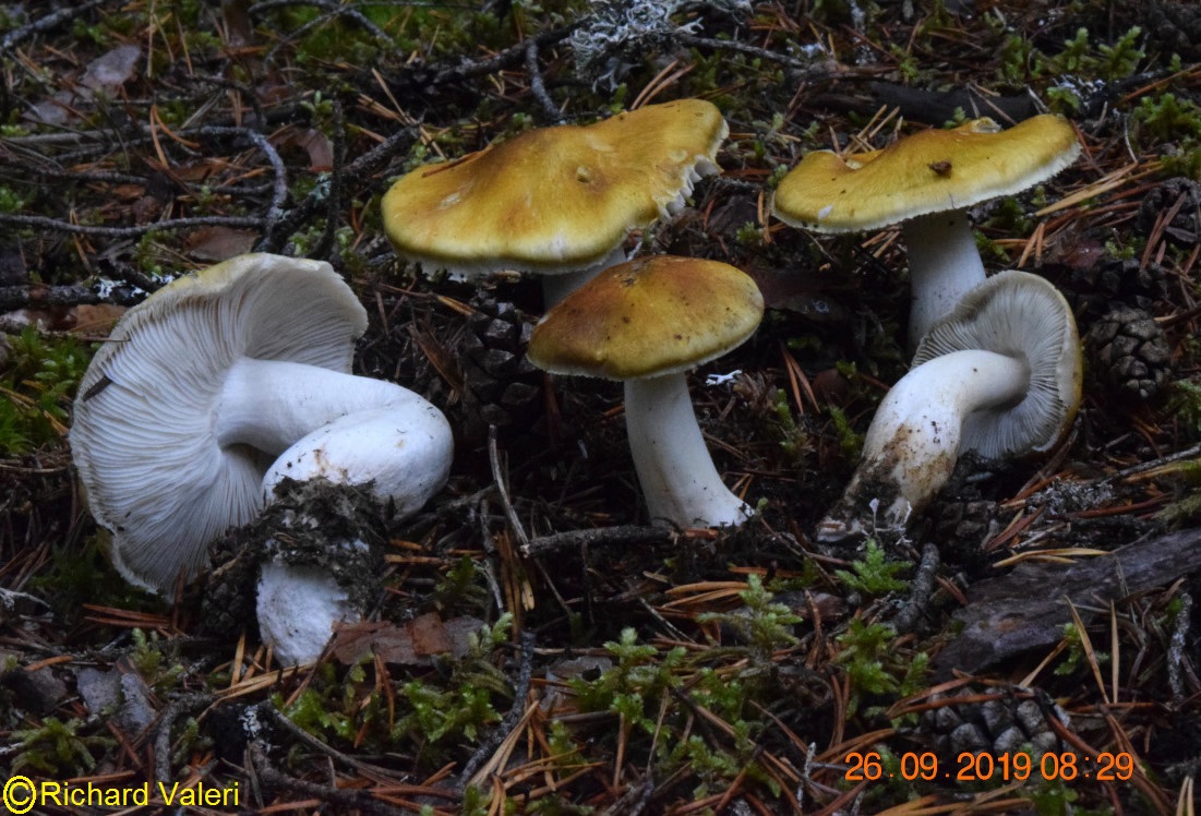 Tricholoma arvernense ﻿(Tricholomes - Tricholomatales)