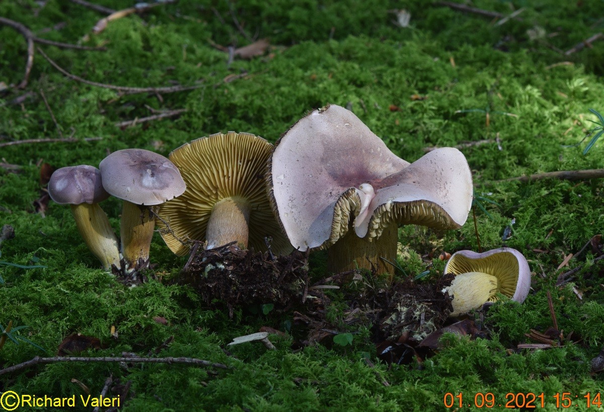 Tricholoma bufonium (Tricholomes - Tricholomatales)