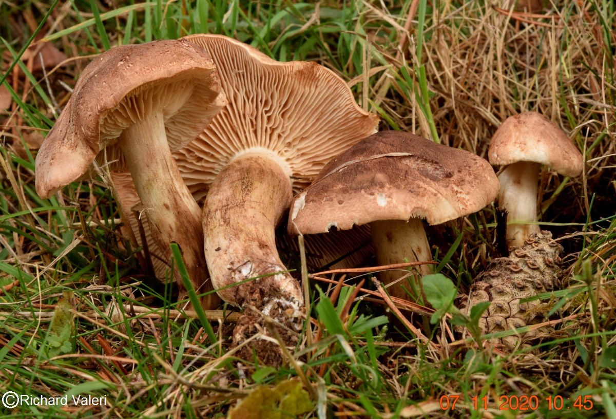 Tricholoma imbricatum  (Tricholomes - Tricholomatales)