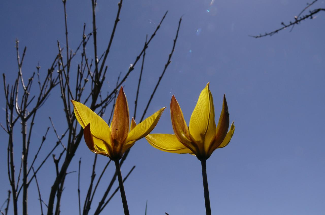 Tulipa sylvestris (12-Aubrac)