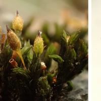 Bryophytes