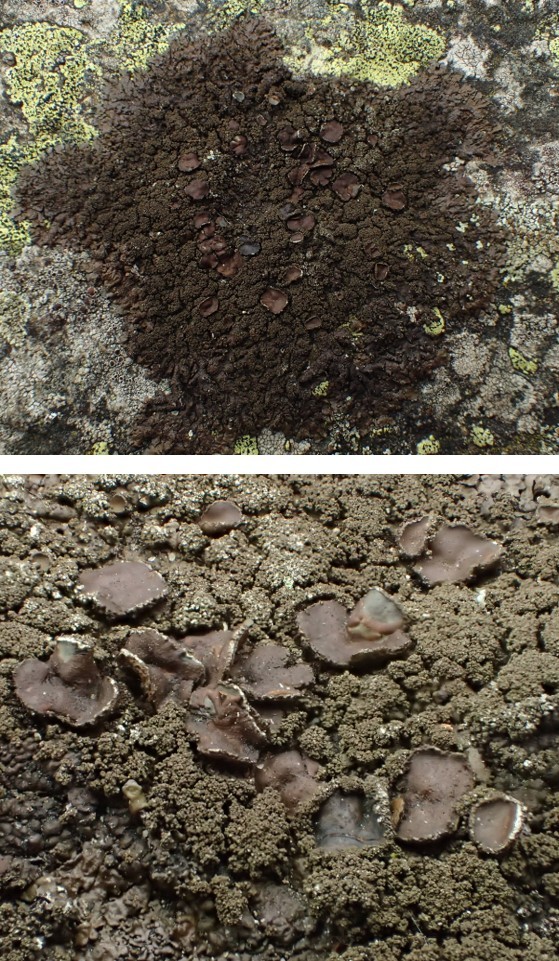 Xanthoparmelia verruculifera (43-Lavaudieu)