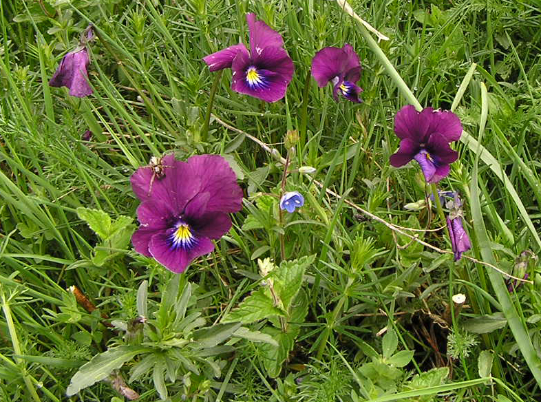 Viola lutea sudetica (12-Aubrac)