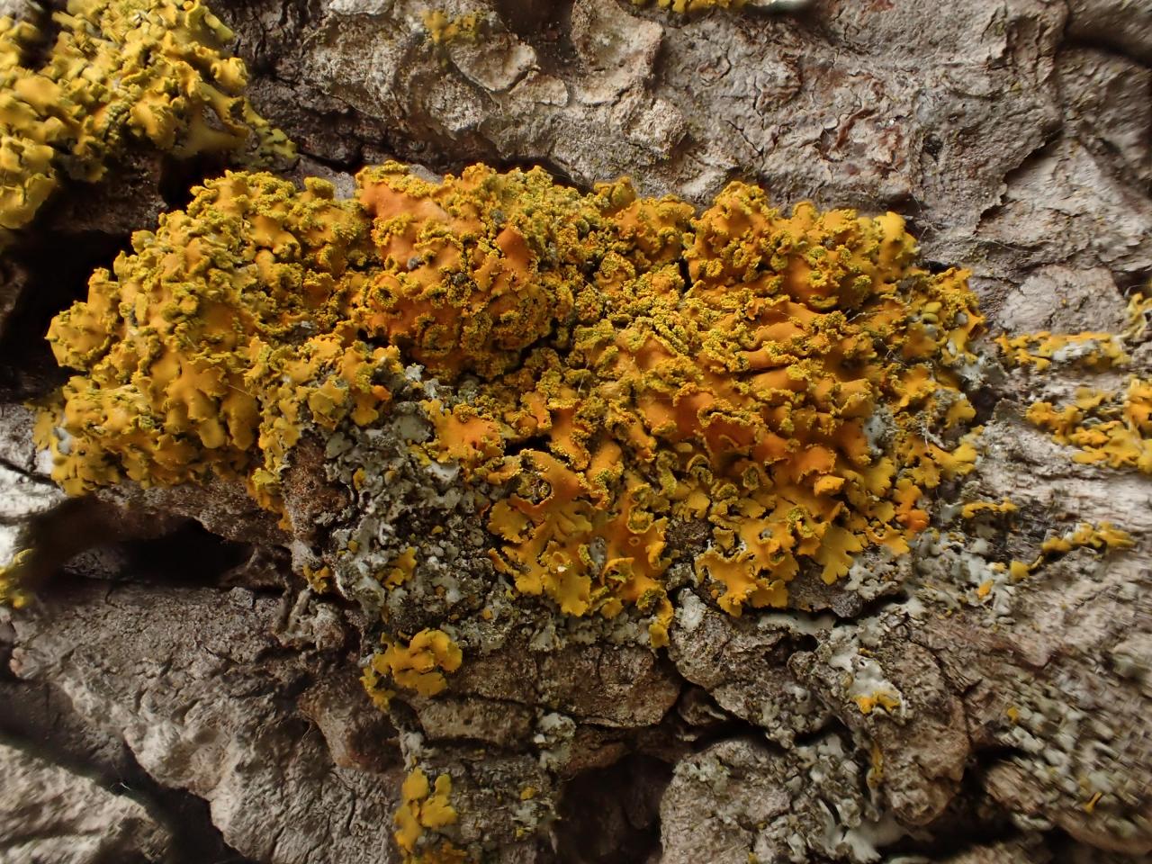 Xanthoria fallax (43-Léotoing et Saint-Arcons-d'Allier)