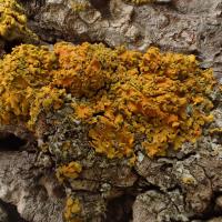 Xanthoria fallax (43-Léotoing)