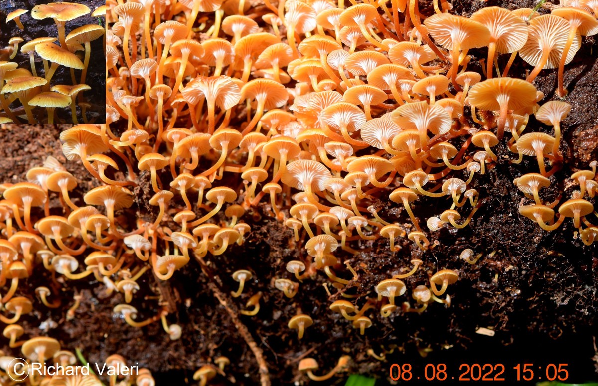 Xeromphalina campanella (Omphales – Tricholomatales)