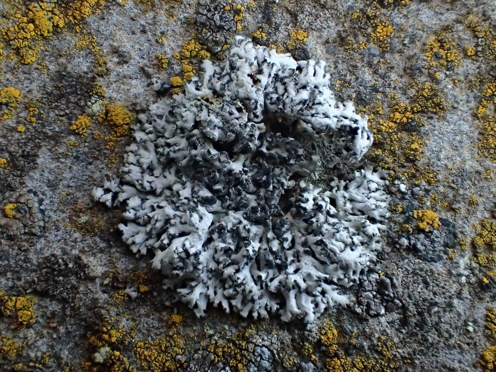 Nos dernières observations