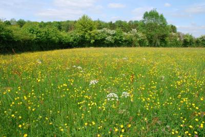 Prairie leleux 1